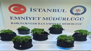 Elbise dolabında Hint keneviri yetiştiren şüpheli yakalandı