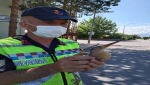 Erzincan'da jandarmanın bulduğu yaralı balaban kuşu tedavi altına alındı