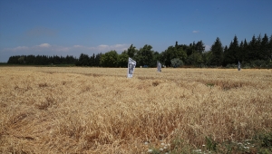 Hatay'da yerli buğdayda bereketli hasat 