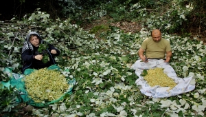 Ihlamur ormanlarında "mis kokulu" hasat başladı
