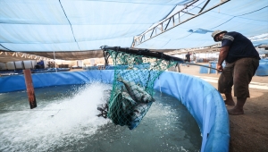 İsrail saldırıları Gazze'deki balık çiftliklerini de etkiledi