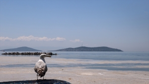 İstanbul Anadolu Yakası kıyılarında müsilaj görülmeye devam ediyor