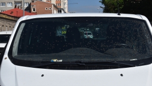 Kars'ta ani frenle devrilen kovanlardan çıkan arılar araca yayıldı