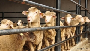 Kayseri'de kurbanlık fiyatları kaç lira oldu?