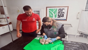 Kocaeli'de bitkin bulunan 2 kızıl şahin yavrusu korumaya alındı