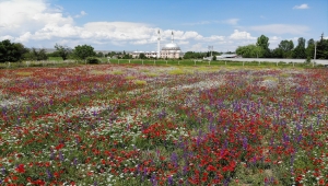 Kütahya'da gelinciklerin rengarenk çiçeklerle uyumu görsel şölen sunuyor