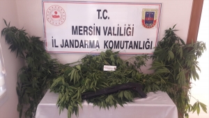 Mersin'de uyuşturucu operasyonunda 84 kök Hint kenevir ele geçirildi