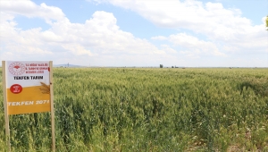 Niğde'de yerli buğday deneme ekimlerinden yüksek verim alındı
