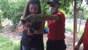Osmaniye'de otomobilin motor bölümüne sıkışan kedi yavrusunu itfaiye kurtardı