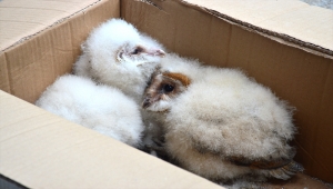 Sakarya'da çatı katında bulunan baykuş yavruları koruma altına alındı