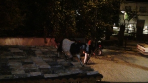 Sakarya'da çatıdaki keçi operasyonu renkli görüntülere sahne oldu