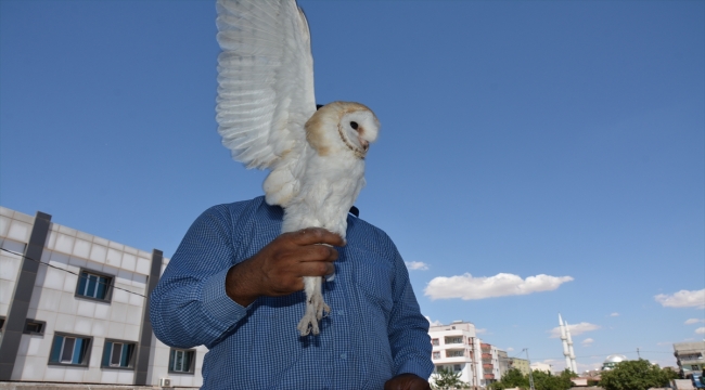 Şanlıurfa'da yaralı bulunan peçeli baykuş korumaya alındı
