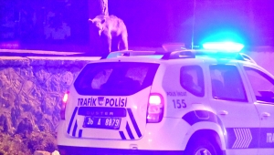 Sarıkamış'ta çöp konteynerinde yiyecek arayan bozayı yavrusu görüntülendi