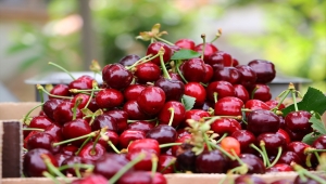 Tekirdağ'da adına festivaller düzenlenen kirazın hasadına başlandı 