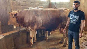 1 ton 300 kilogramlık "Gürbüz" alıcısını bekliyor
