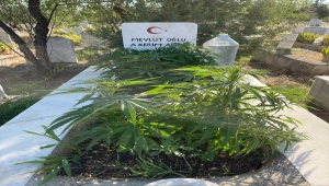 Anneannesi ile dedesinin mezarlarında Hint keneviri yetiştiren torun gözaltına alındı