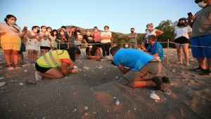 Antalya'da caretta caretta yavruları denizle buluşmaya başladı