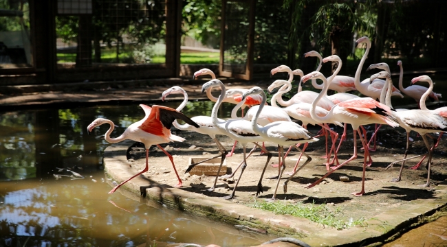 Antalya'da operasyonda ele geçirilen 21 flamingo koruma altına alındı
