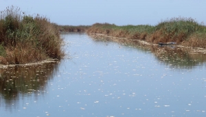 Aydın'da Büyük Menderes Nehri'ndeki toplu balık ölümlerine inceleme