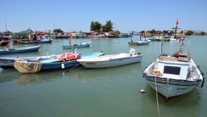 Batı Karadeniz'de hamsi kilosu 60 liradan satılıyor