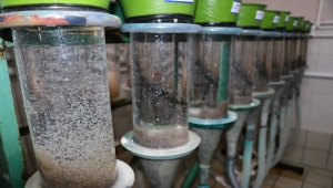 Bolu'da elde edilen 3 milyon sazan balığı yavrusu göl ve göletlere salınacak