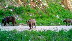 Bursa'nın yaban hayatı fotokapanla gözlem altında tutuluyor