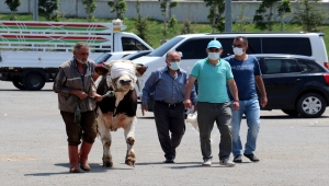 Doğu Anadolu'daki hayvan pazarlarında bayramın ilk gününde de hareketlilik yaşanıyor