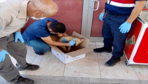 Elazığ'da yaralı tilkiye jandarmadan şefkat eli