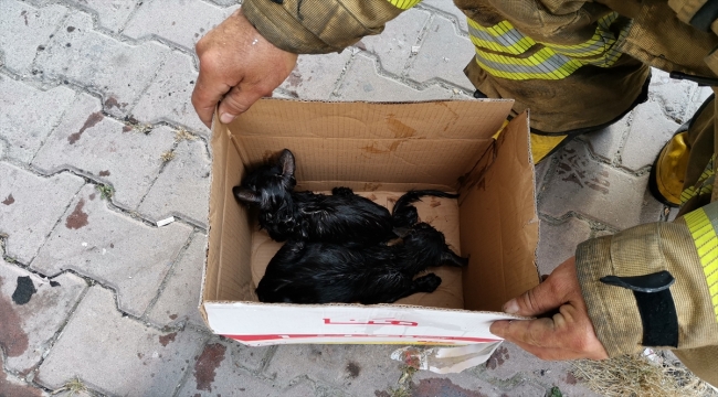 Esenyurt'ta itfaiye erleri yangın çıkan binada dumandan etkilenen kedileri kurtardı