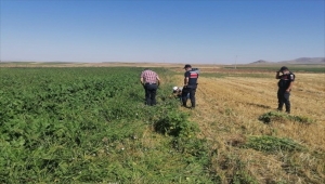 Eskişehir'de 1100 kök Hint keneviri ele geçirilen operasyonda 2 şüpheli yakalandı