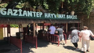 Gaziantep Hayvanat Bahçesi'nde kafesinden kaçan aslan etkisiz hale getirildi 