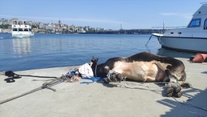 Haliç'te suya düşen büyükbaş kurbanlığı deniz polisi kurtardı