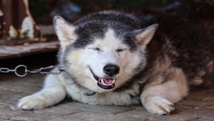 Hayvan barınaklarındaki cins köpek sayısı her geçen gün artıyor