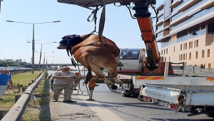 İstanbul'da kamyonetten atlayan kurbanlık boğa D-100'de trafiğe neden oldu