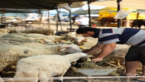 İzmir'deki pazarlarda kurbanlıklar alıcılarını bekliyor