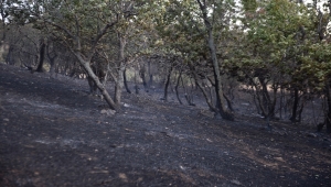 Kahramanmaraş'ta çıkan orman yangını söndürüldü