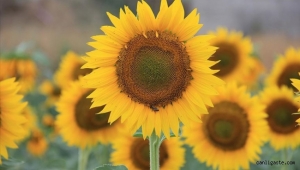 Kayseri'de 120 bin dekara çerezlik ayçiçeği ekildi