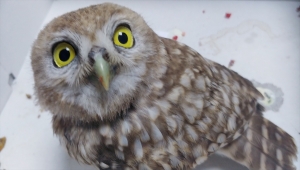 Kayseri'de yaralı bulunan 2 baykuş yavrusu tedavi altına alındı