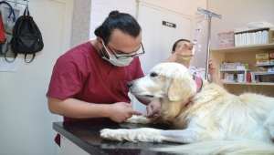 Keşan'da böbrek yetmezliği olan "Mischa" adlı köpeğe kök hücre tedavisi yapıldı