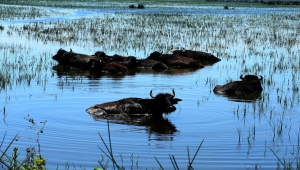 Kızılırmak Deltası için büyük önem taşıyan manda varlığı artıyor
