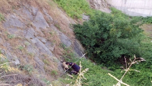 Kocaeli'de itfaiye ekipleri dikenlerin arasında mahsur kalan köpeği kurtardı