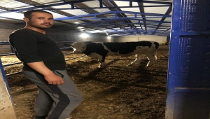 Konya'da boğanın saldırısına uğrayan çoban yaralandı