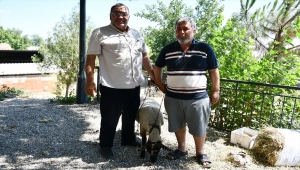 Manisalı muhtar, sadece aşı olanların katılabildiği çekilişle bir talihliye koç hediye etti 