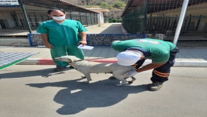 Mersin'de elektrikli bisiklete bağladığı köpeği sürükleyen kişiye para cezası verildi 