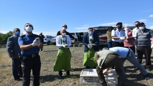 Sinop'ta popülasyonunun artırılması için doğaya 250 keklik salındı