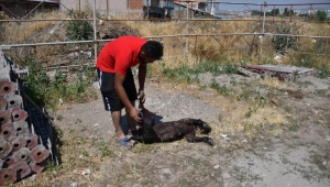 Sivas'ta bir köpek av tüfeğiyle öldürülmüş bulundu