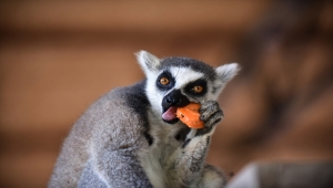 Tarsus Doğa Parkı'nın "Madagaskarlı" sakinleri: Lemurlar