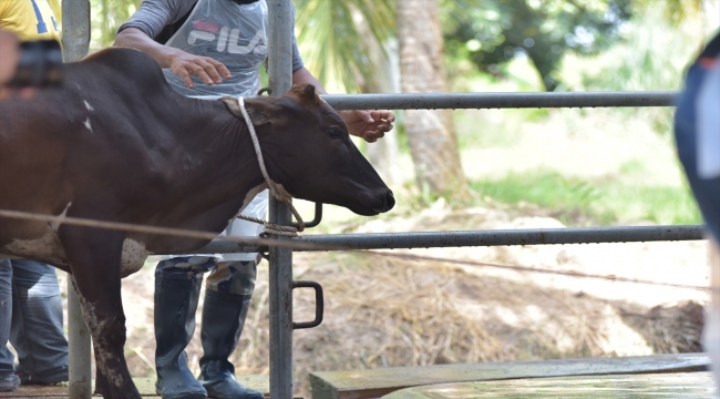 TDV, Malezyalı kuruluş MAPIM ile ihtiyaç sahiplerine kurban eti ulaştırdı