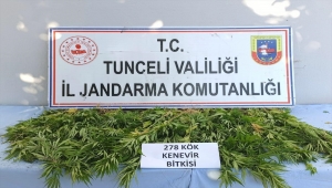 Tunceli'de 278 kök kenevir bitkisi ele geçirildi