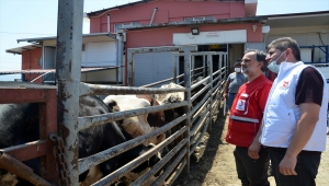 Türk Kızılay Genel Müdürü Altan, Aydın'da kurban kesim çalışmalarını inceledi